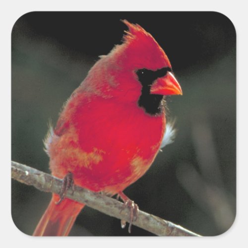 Red Cardinal Perched on a Tree Branch Square Sticker