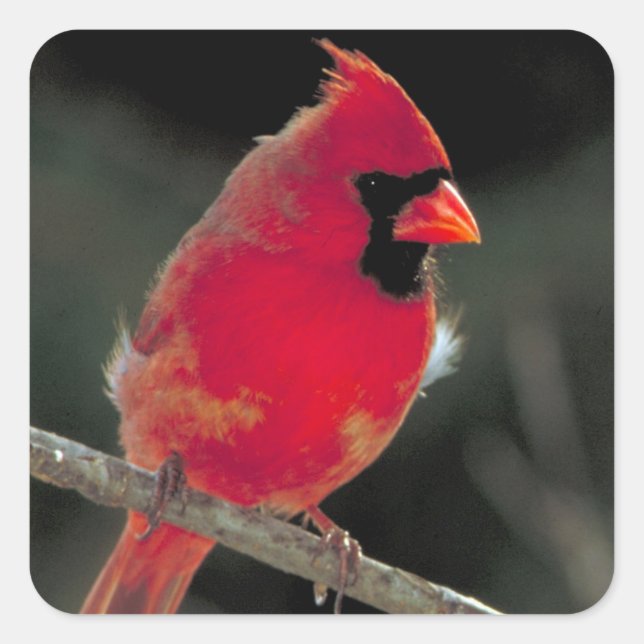 Red Cardinal Perched on a Tree Branch Square Sticker (Front)