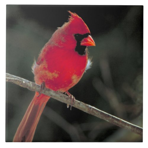 Red Cardinal Perched on a Tree Branch Tile