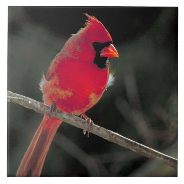 Red Cardinal Perched on a Tree Branch Tile (Front)