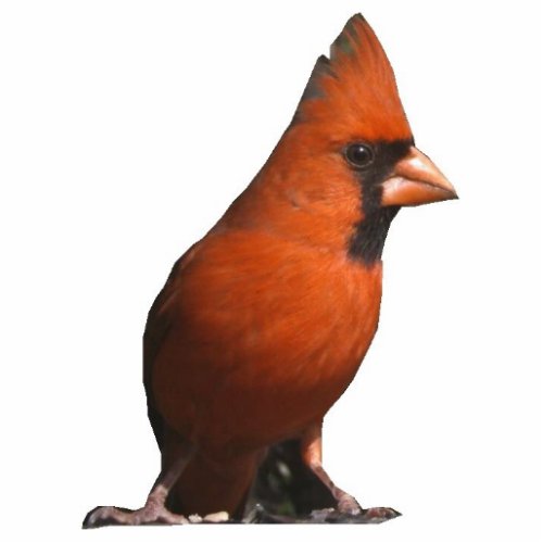 Red Cardinal Photo Sculpture
