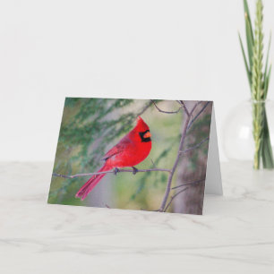 Red Cardinal Portrait Card