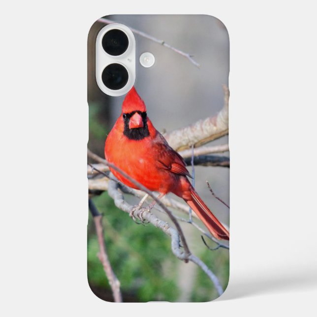 Red Cardinal Portrait Case-Mate iPhone Case (Back)