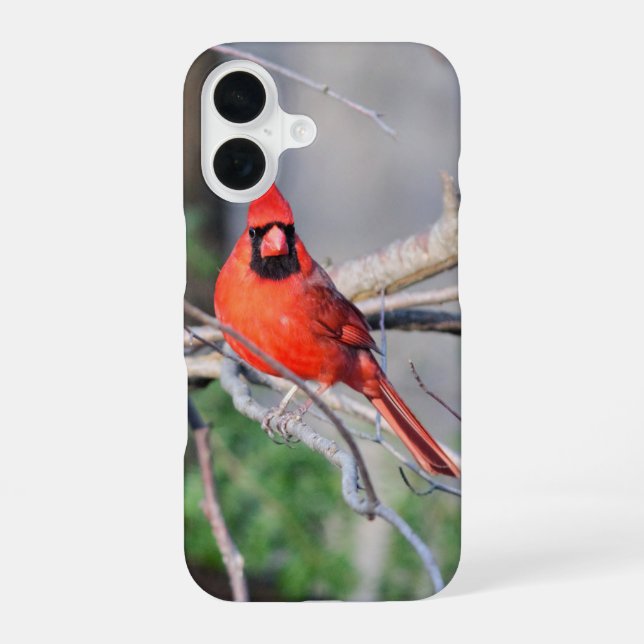 Red Cardinal Portrait Iphone Case (Back)