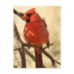 Red Cardinal  Postcard