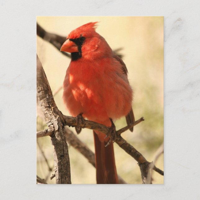 Red Cardinal  Postcard (Front)