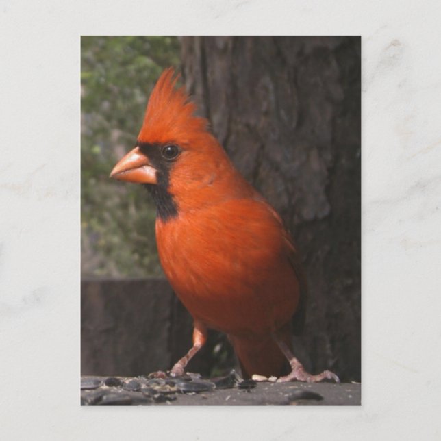 Red Cardinal Postcard (Front)