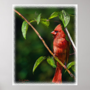 Red Cardinal Poster