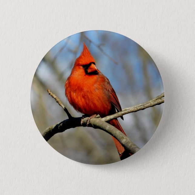Red Cardinal Profile Button (Front)