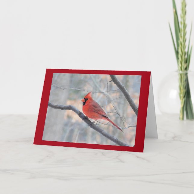 Red Cardinal Profile Card (Front)