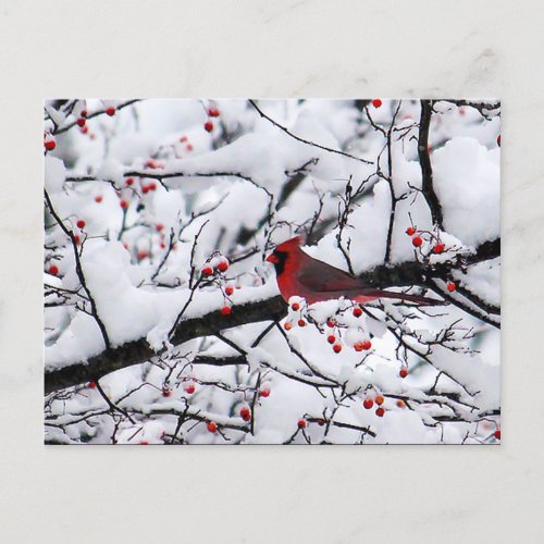 Red Cardinal Snow Tree Photo Christmas Postcard