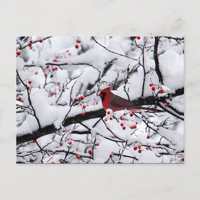 Red Cardinal Snow Tree Photo Christmas Postcard (Front)