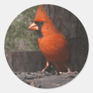 Red Cardinal Sticker