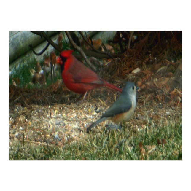 Red Cardinal Titmouse Birds Photo Print (Front)