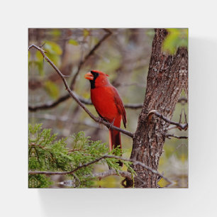 Red Cardinal Wild Bird Glass Paperweight
