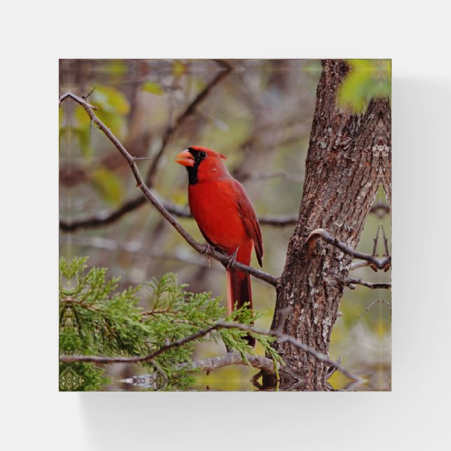Red Cardinal Wild Bird Glass Paperweight (Front)