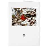 Red Cardinal Winter Card (Back)