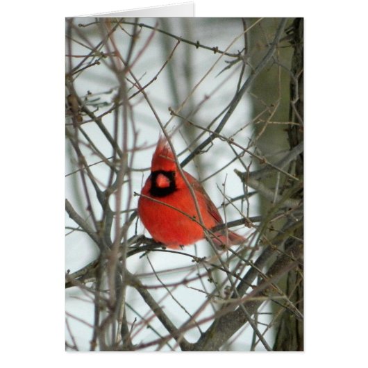Red Cardinal Winter Card (Front)