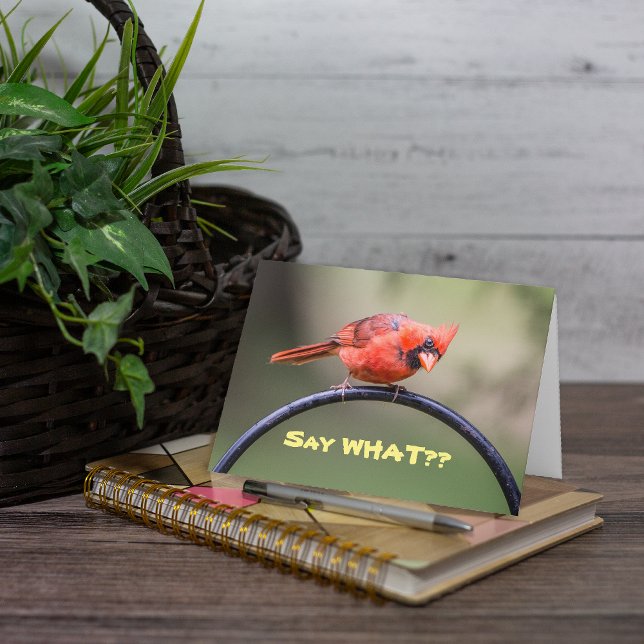 Red Cardinal with Funny Expression Card (This is a cute photo of a red Cardinal which lends itself well to a cute caption.)