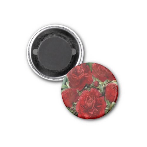 Red Carnation Flowers Magnet
