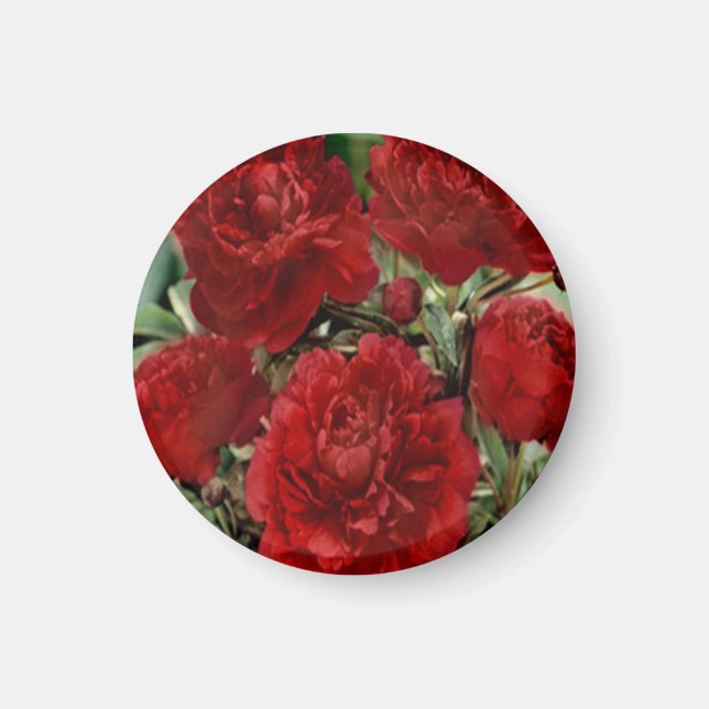 Red Carnation Flowers Magnet (Front)