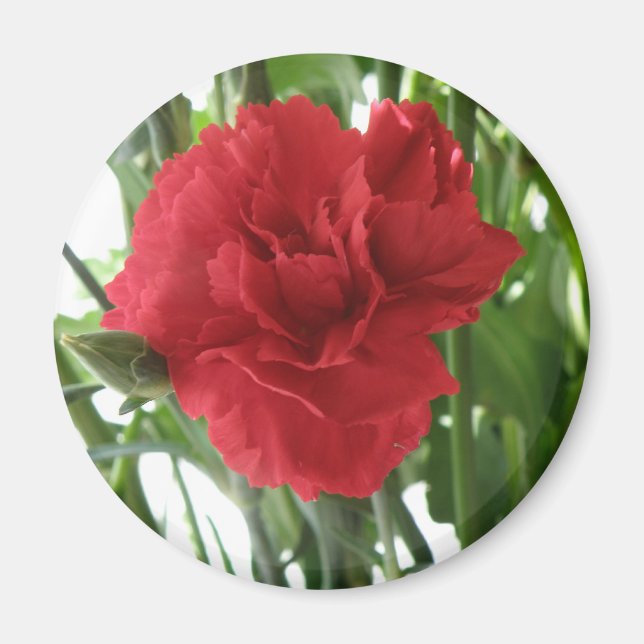 Red Carnation Magnet (Front)