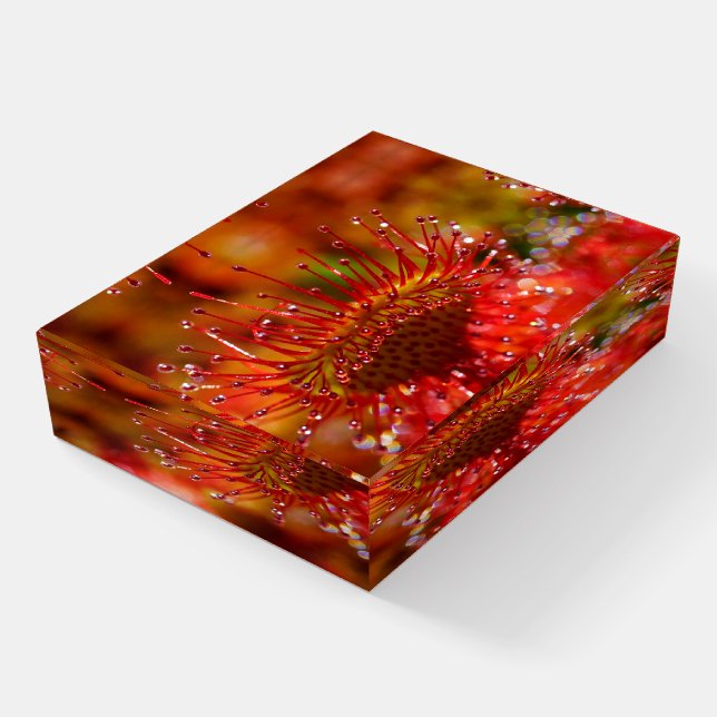 Red carnivorous sundew plant paperweight (Angled)
