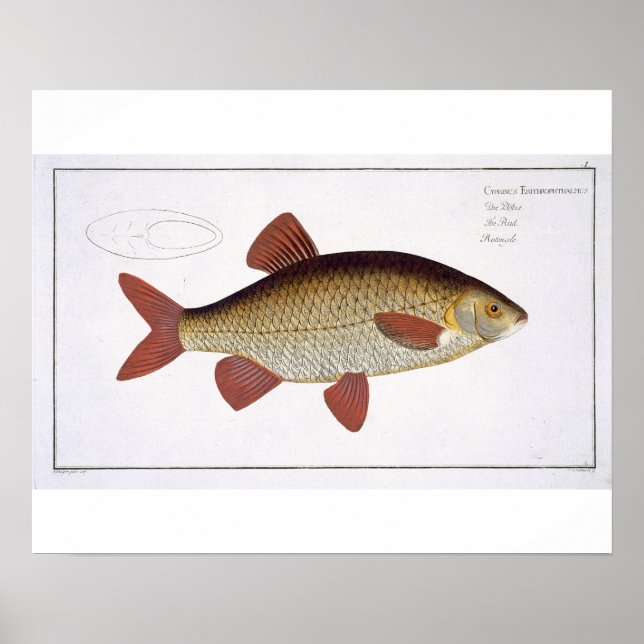 Red Carp (Cyprinus Erithrophthalmus) plate I from Poster (Front)