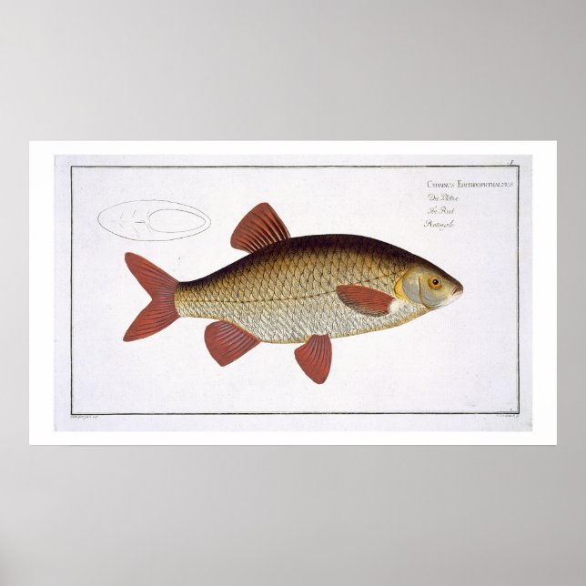 Red Carp (Cyprinus Erithrophthalmus) plate I from Poster (Front)