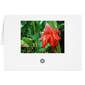 Red Carribean Rose Exotic Flower Cards (Back Horizontal)