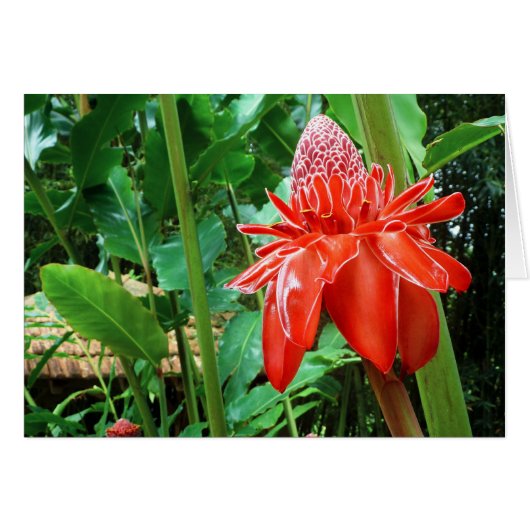 Red Carribean Rose Exotic Flower Cards (Front Horizontal)