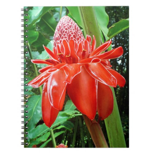 Red Carribean Rose Exotic Flower Notebook