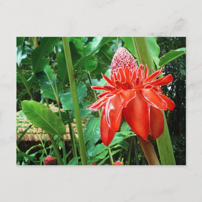 Red Carribean Rose Exotic Flower Postcard (Front)