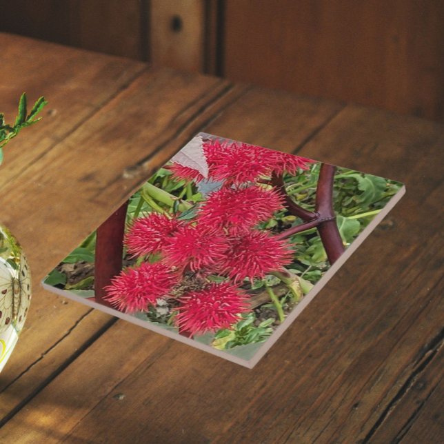 Red Castor Bean Plant Seed Pods Ceramic Tile (In Situ)