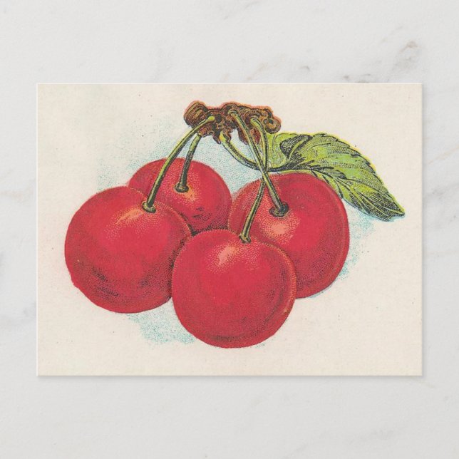 Red Cherries Postcard (Front)