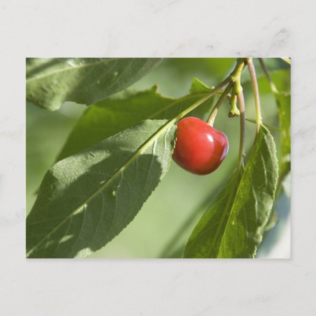 red cherry postcard (Front)