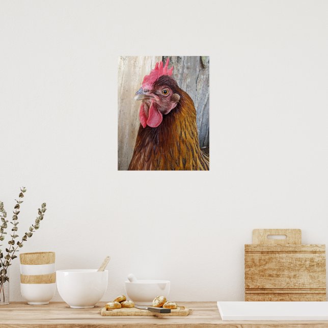 Red Chicken Hen Photo Poster (Kitchen)