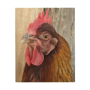 Red Chicken Hen Photo Wood Wall Art
