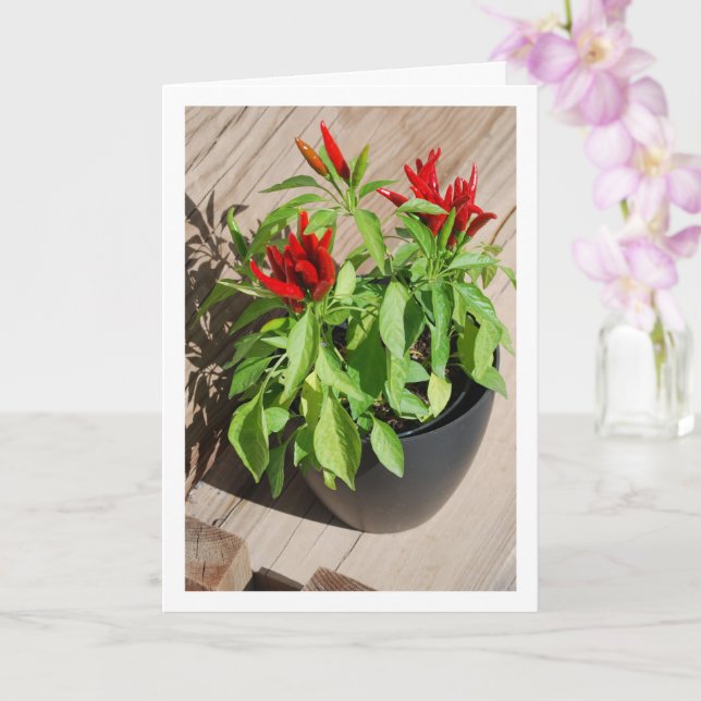Red Chili Pepper Plant in Pot Card (Orchid)