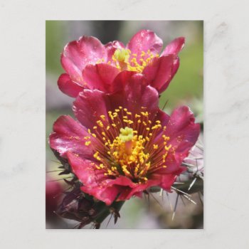 Red Cholla Blooms Postcard by poozybear at Zazzle