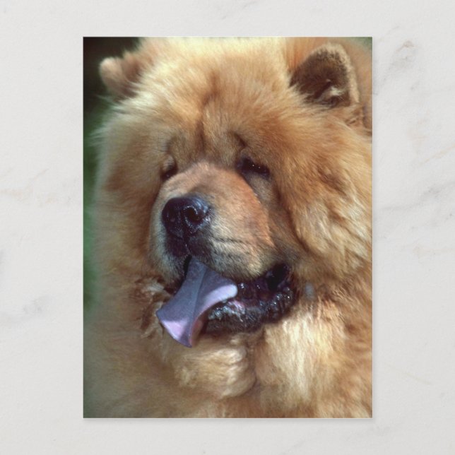 Red Chow Postcard (Front)