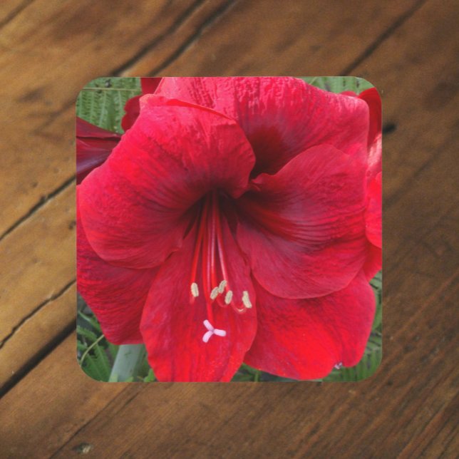 Red Christmas Amaryllis Bloom Floral Beverage Coaster (In Situ Front)