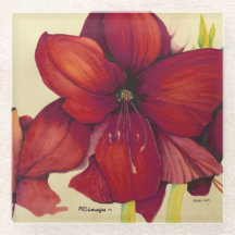 Red Christmas Amaryllis Glass Coaster