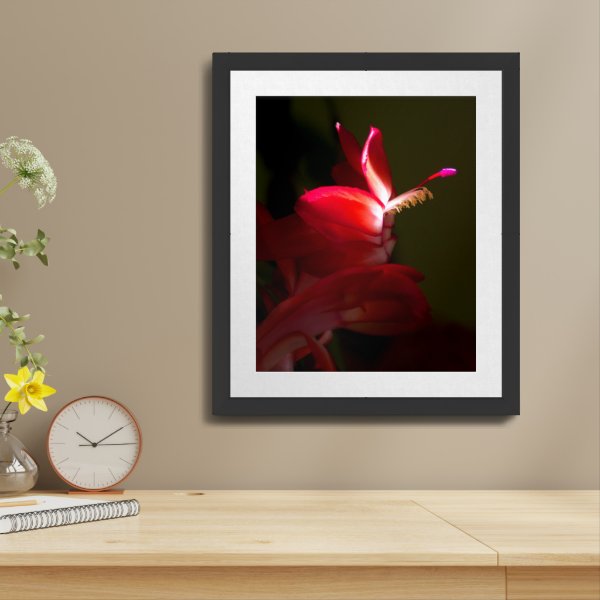 Red Christmas Cactus Flower Close-Up Photograph