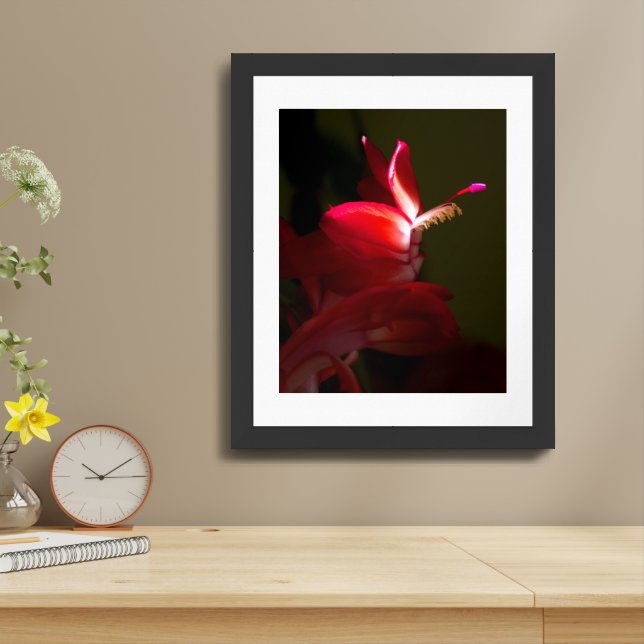 Red Christmas Cactus Flower Close-Up Photograph Framed Art (Table Top)