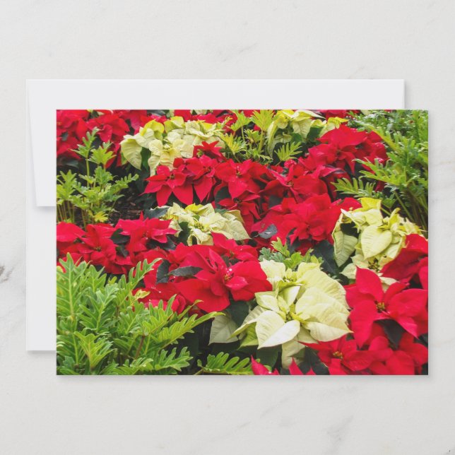Red Christmas flower Poinsettia Holiday Card (Front)