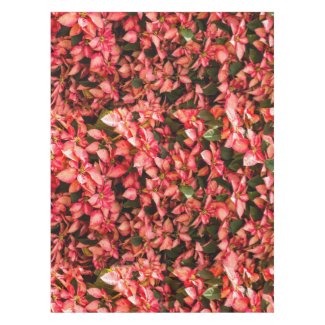 Red Christmas flower Poinsettia