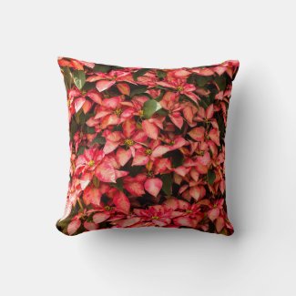 Red Christmas flower Poinsettia