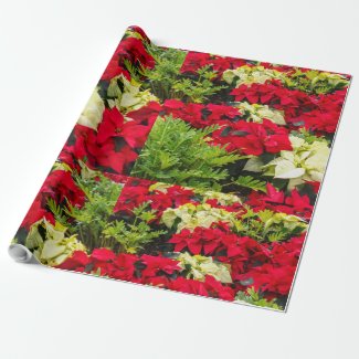 Red Christmas flower Poinsettia