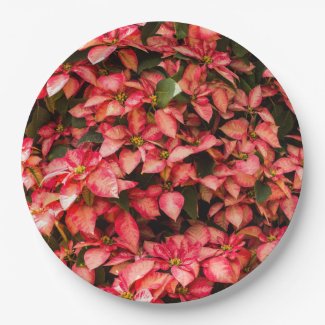 Red Christmas Poinsettia flower
